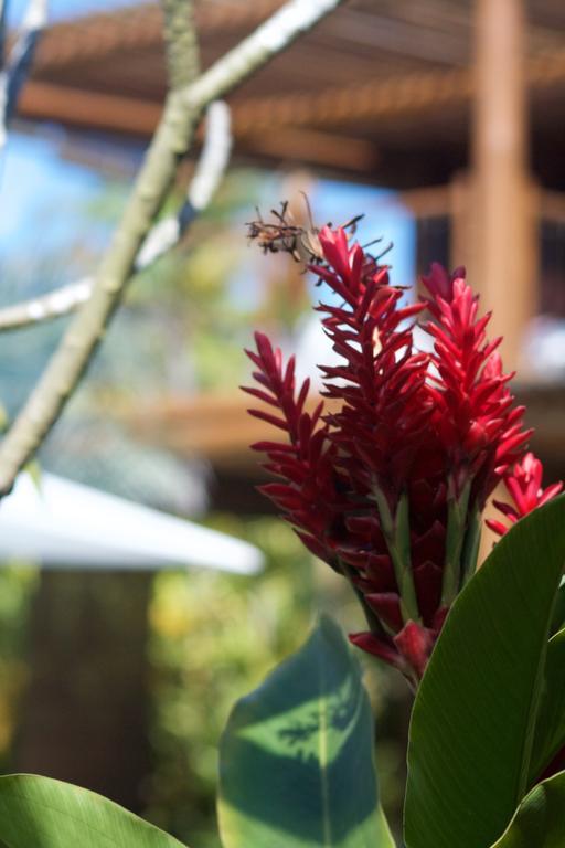 Guest house Bahia